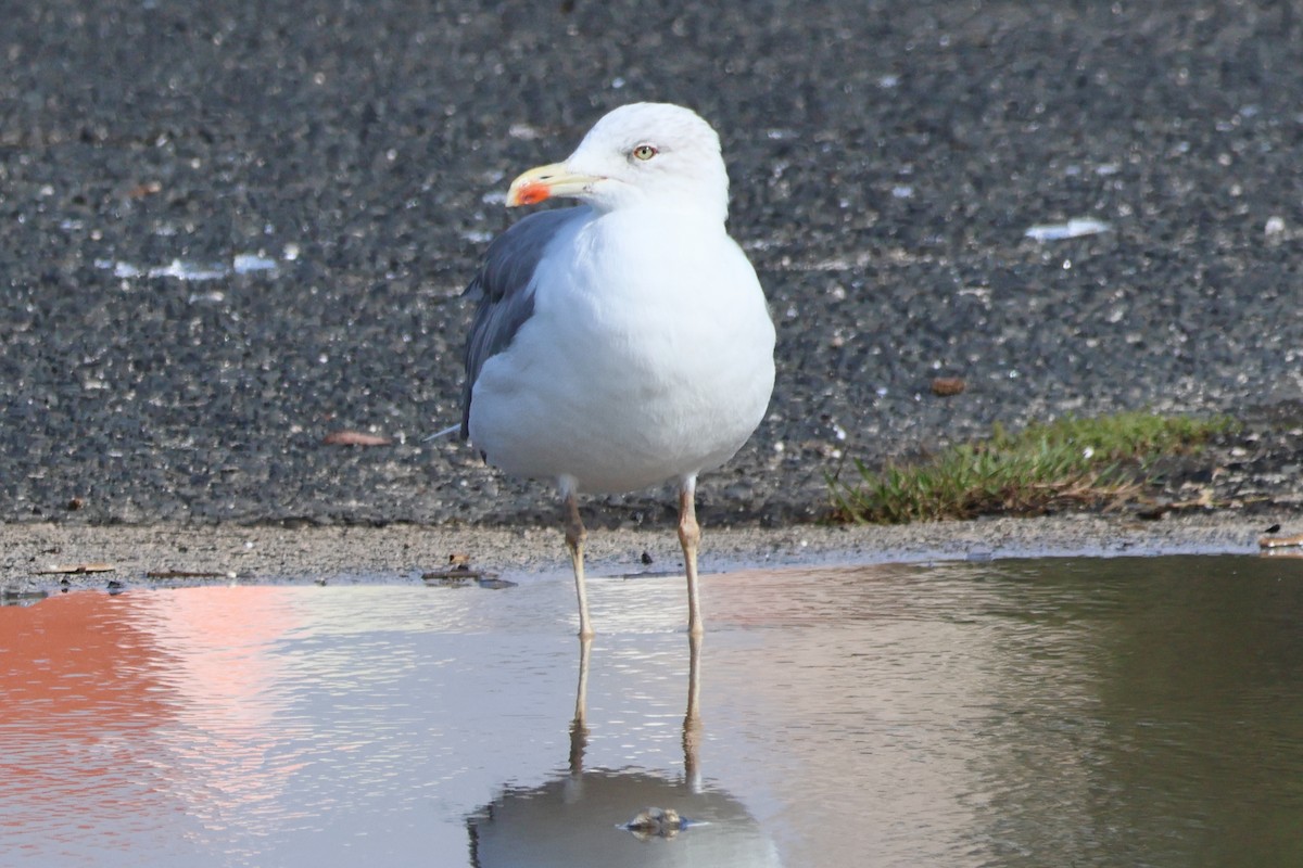 Lesser Black-backed Gull - ML633178845