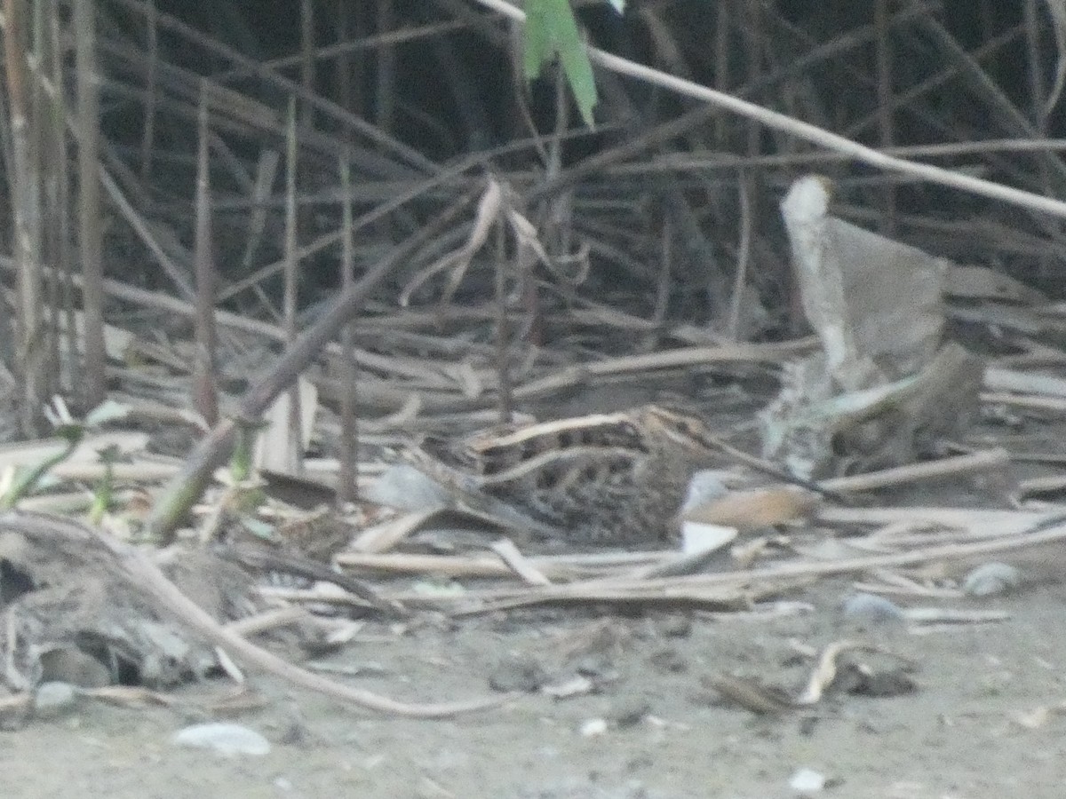Common Snipe - William Buswell