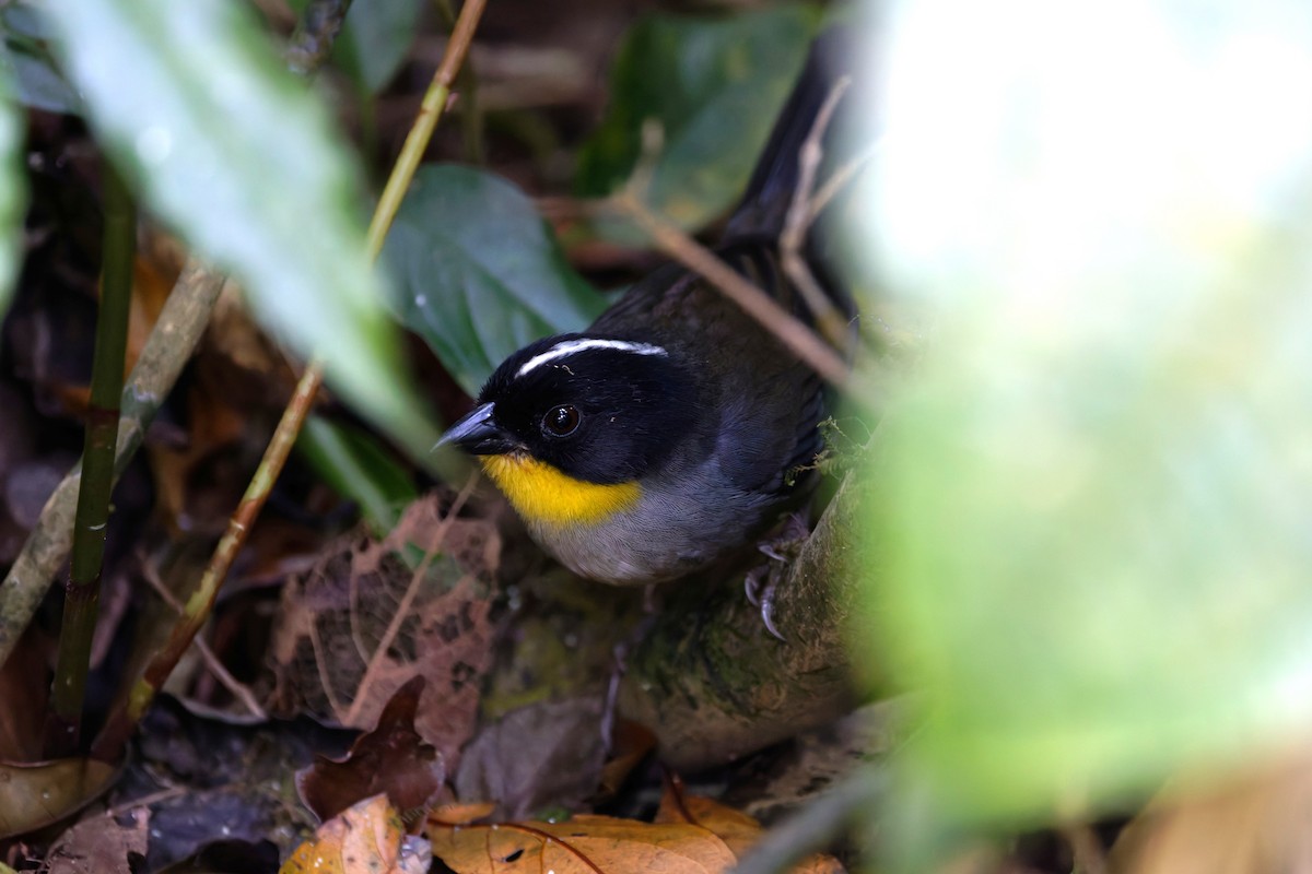 White-naped Brushfinch - ML633179100