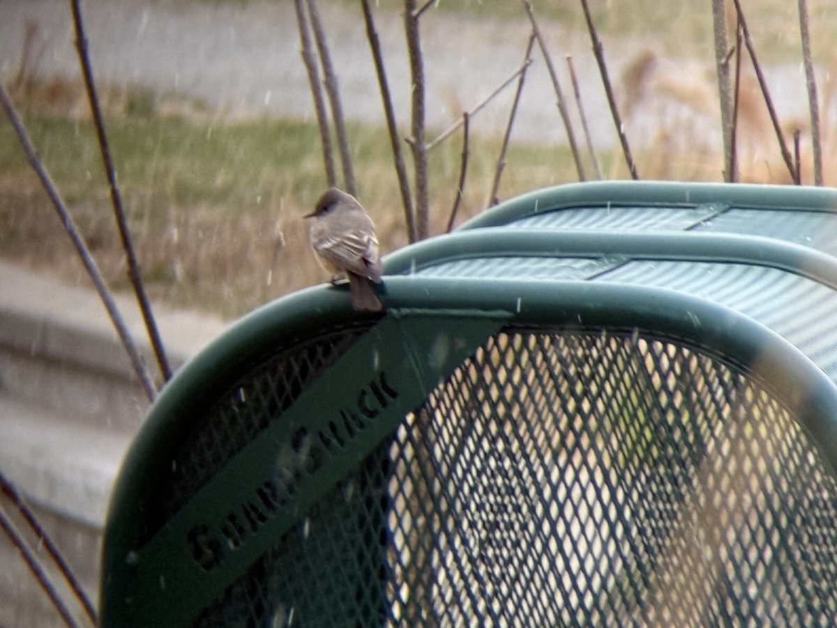 Say's Phoebe - ML633179260