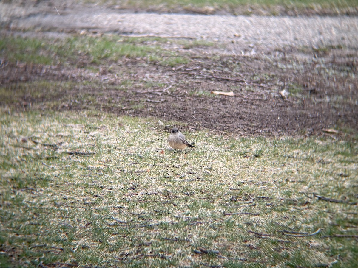 Say's Phoebe - ML633179261