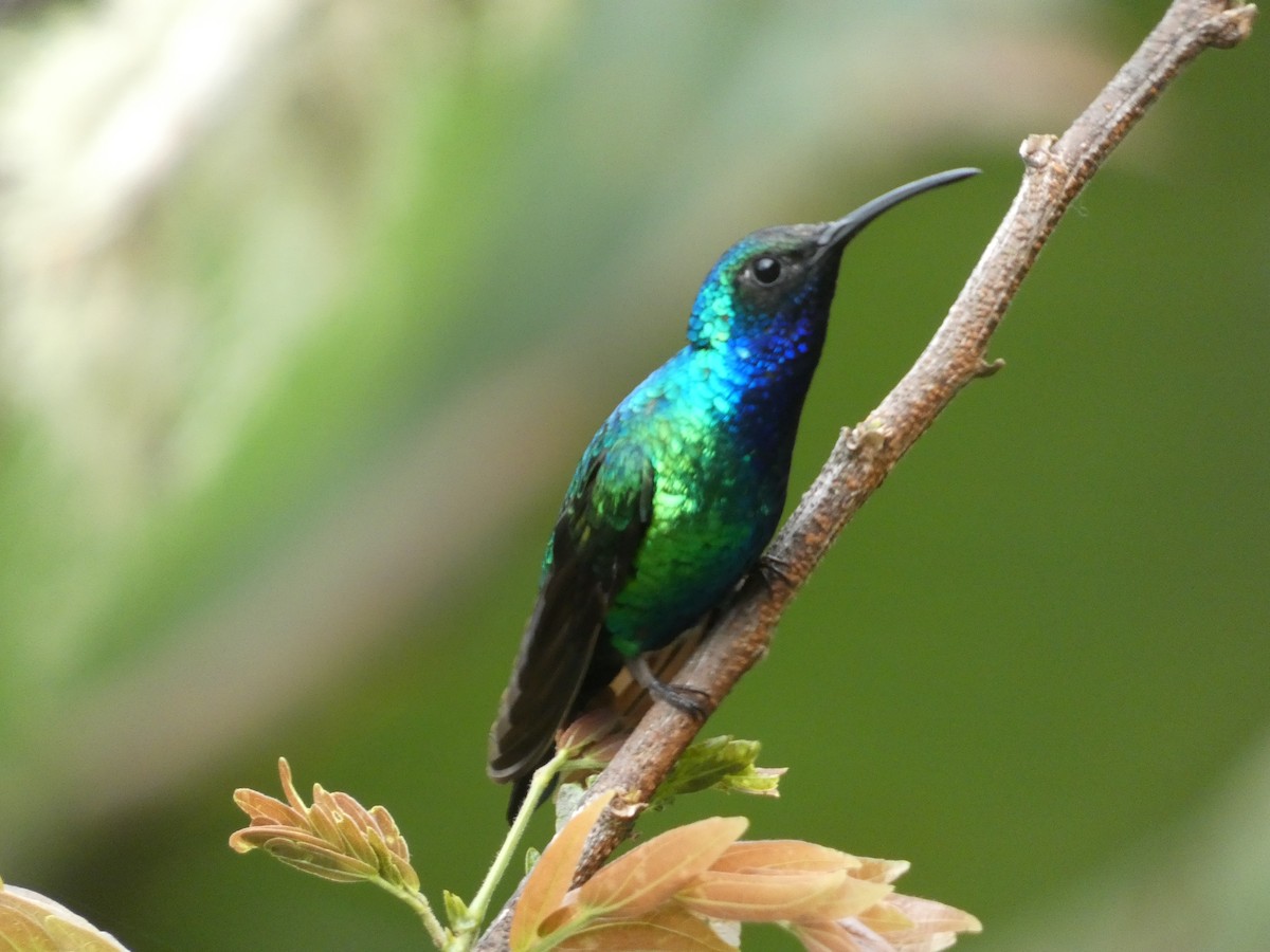 Santa Marta Sabrewing - ML633179268