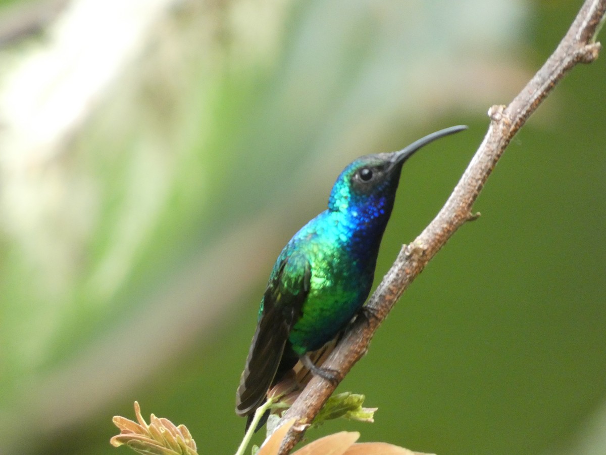 Santa Marta Sabrewing - ML633179270