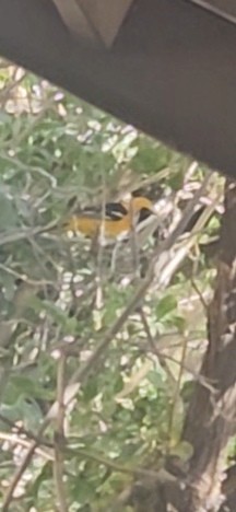 Hooded Oriole - ML633179728