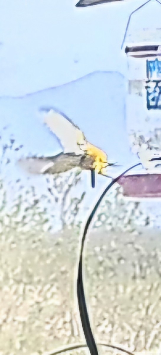 Hooded Oriole - ML633179729