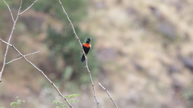 Abyssinian Sunbird - ML633179732