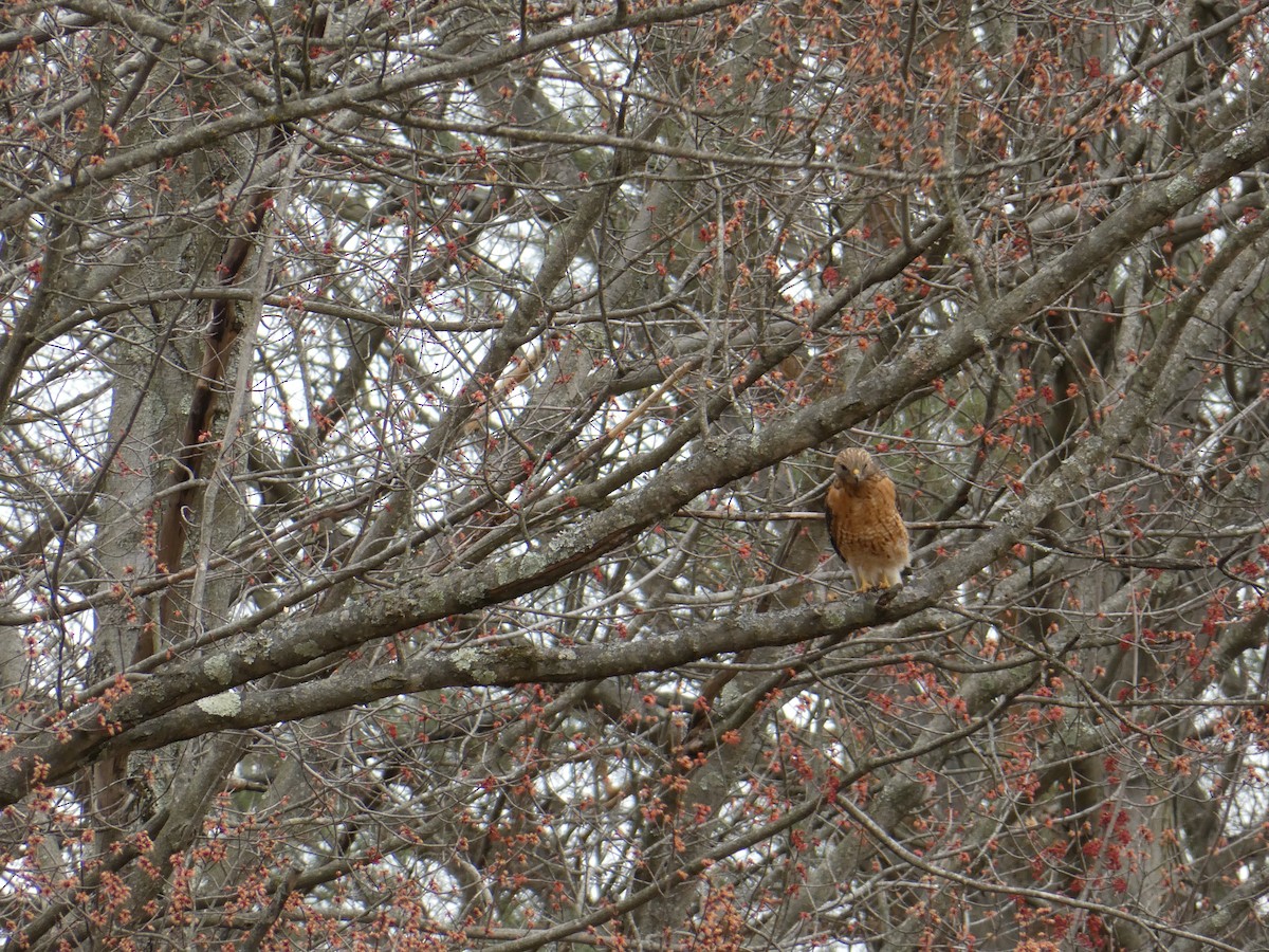Red-shouldered Hawk - ML633179778