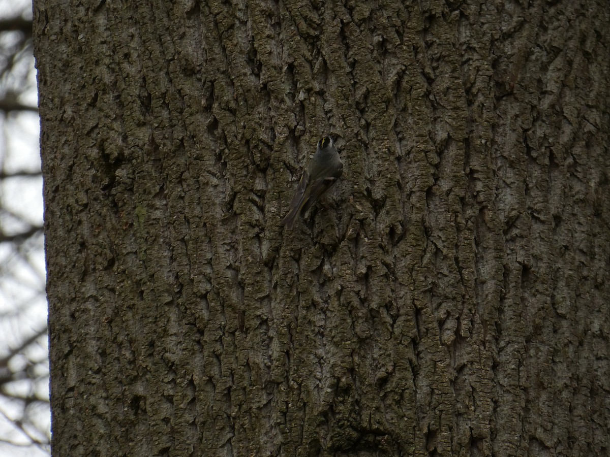 Golden-crowned Kinglet - ML633179809