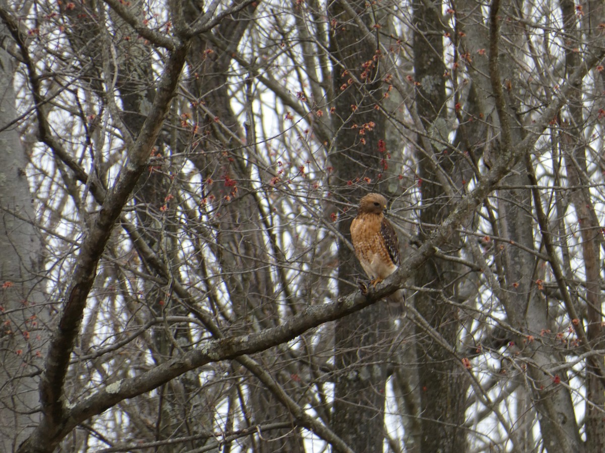 Red-shouldered Hawk - ML633179831