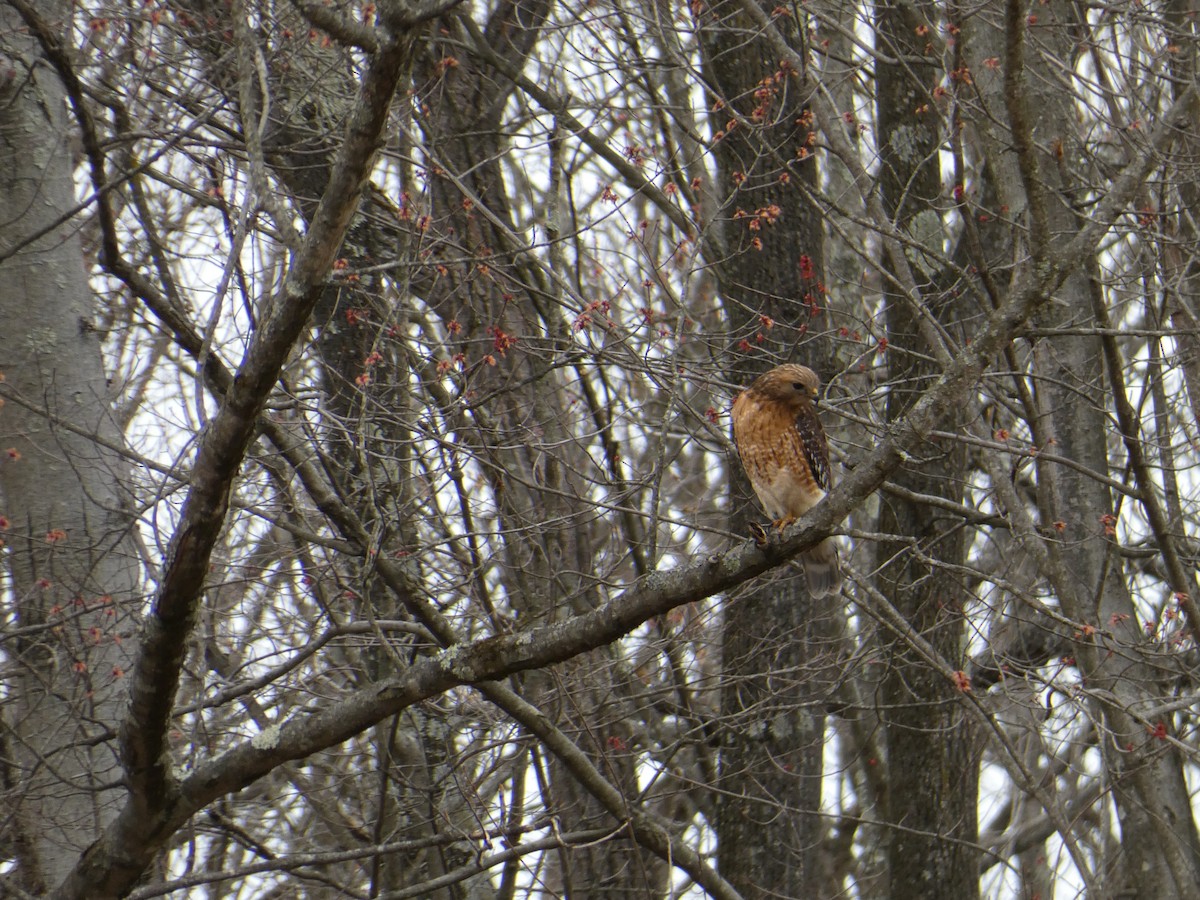 Red-shouldered Hawk - ML633179840