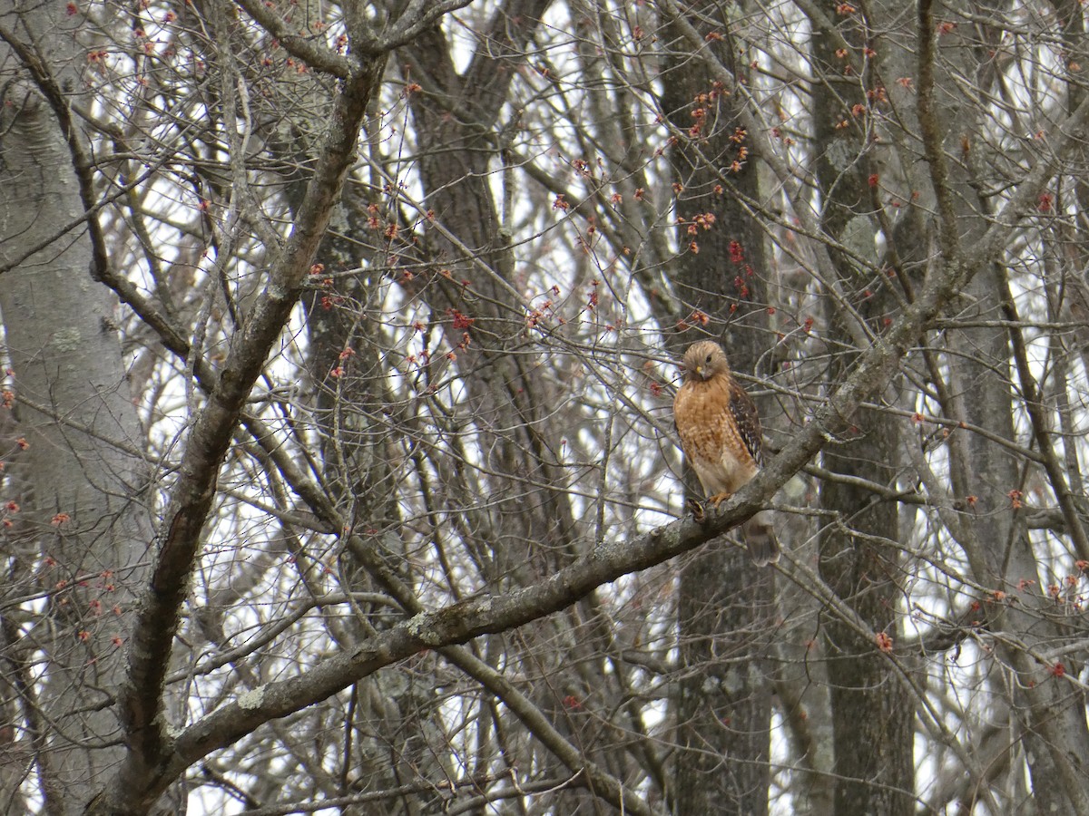 Red-shouldered Hawk - ML633179845