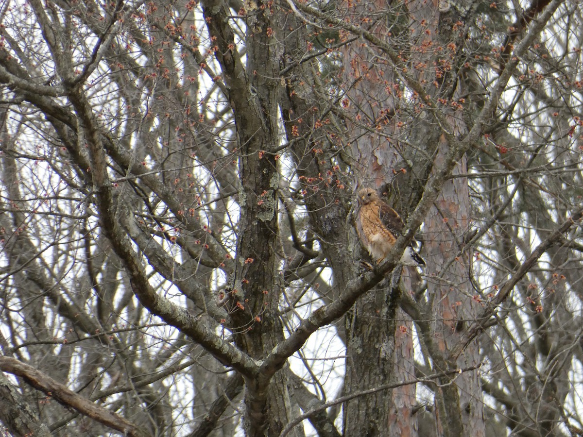 Red-shouldered Hawk - ML633179854