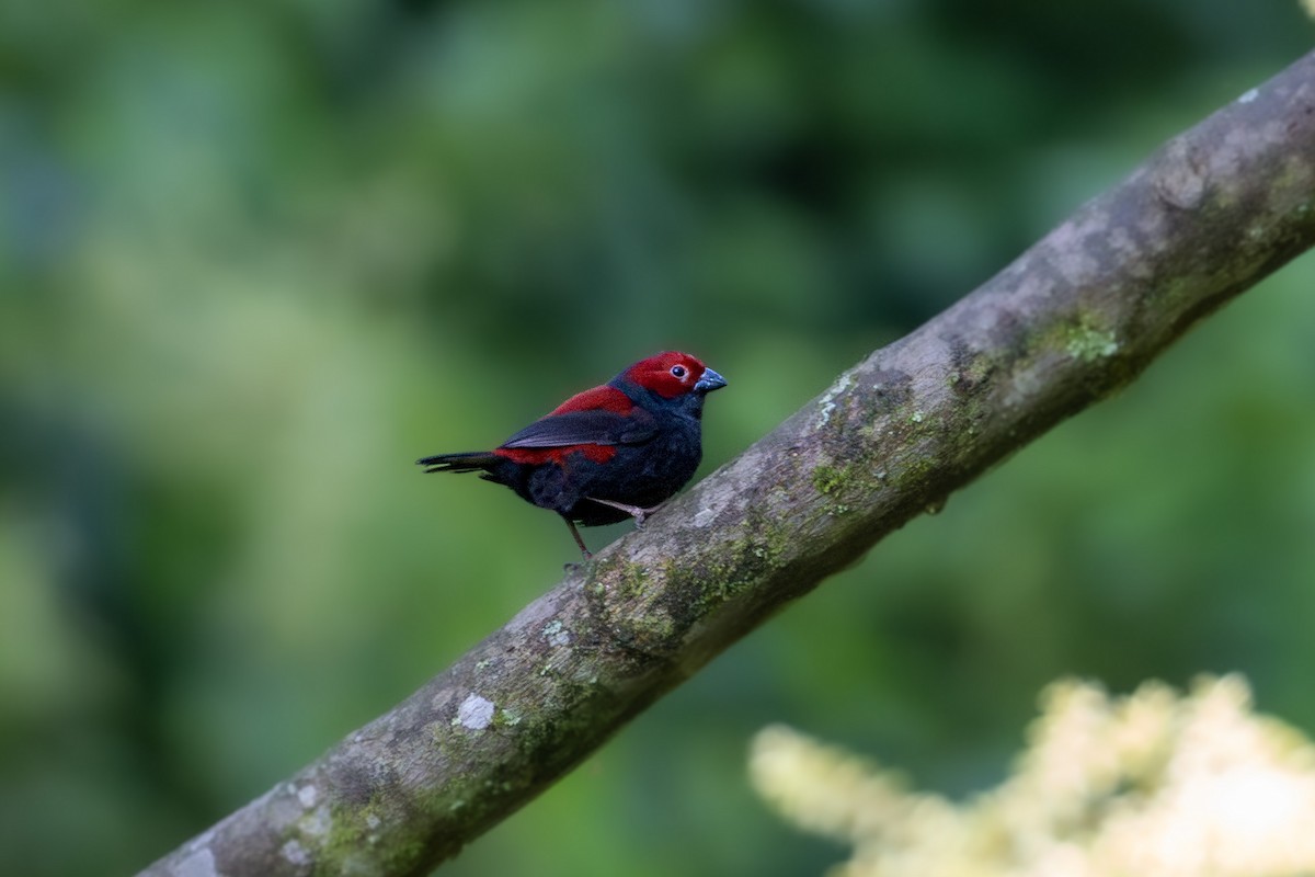 Dusky Crimsonwing - ML633179962