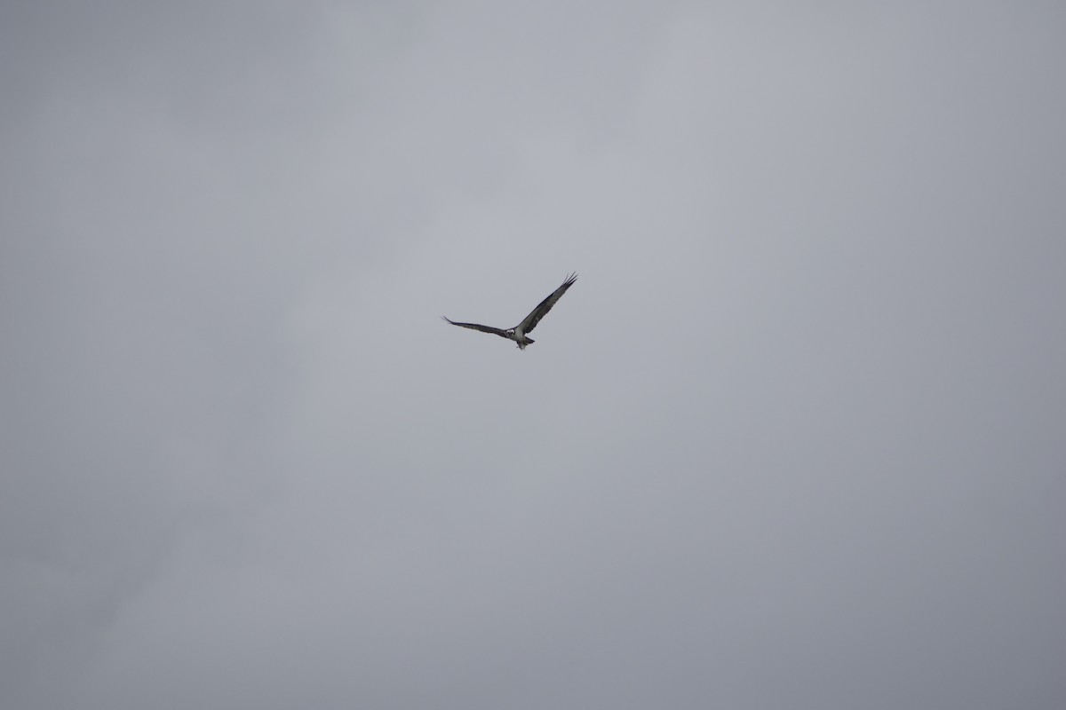 Osprey - ML633179971