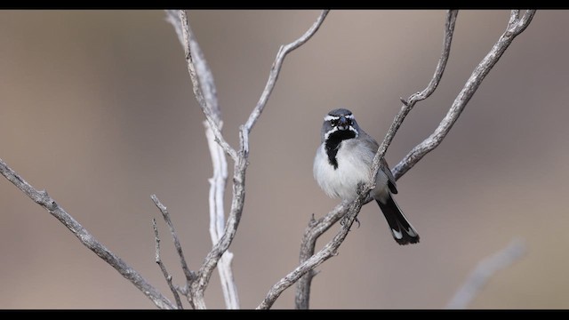 Black-throated Sparrow - ML633179984