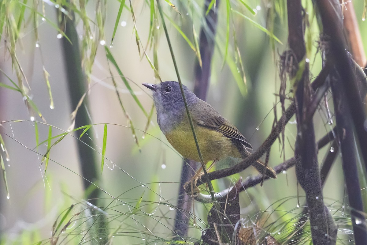 Gray-throated Warbler - ML633180109