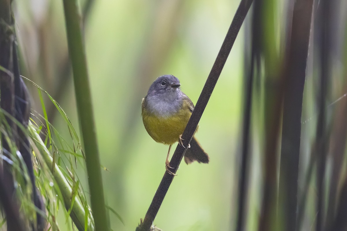 Gray-throated Warbler - ML633180112