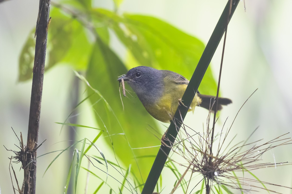 Gray-throated Warbler - ML633180119