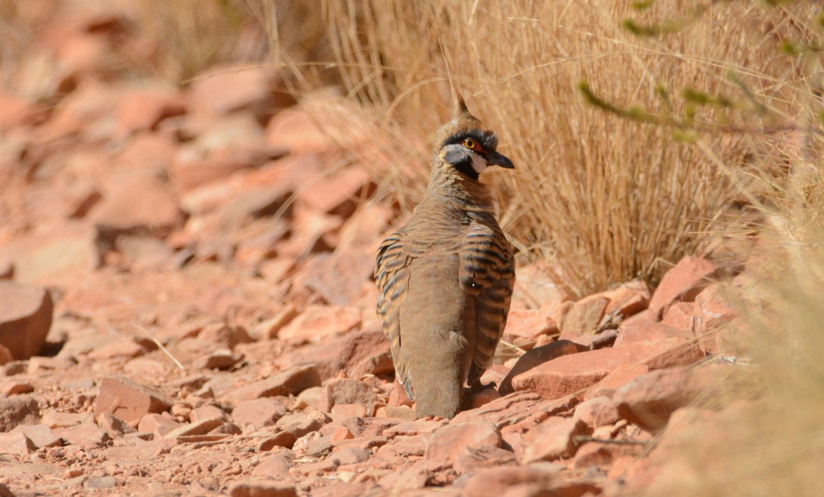 Spinifex Pigeon - ML633180386