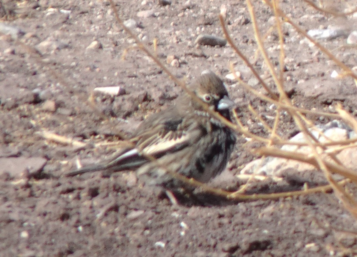 Lark Bunting - ML633180559