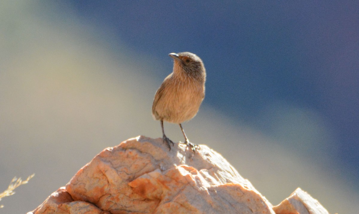 Dusky Grasswren - ML633180588