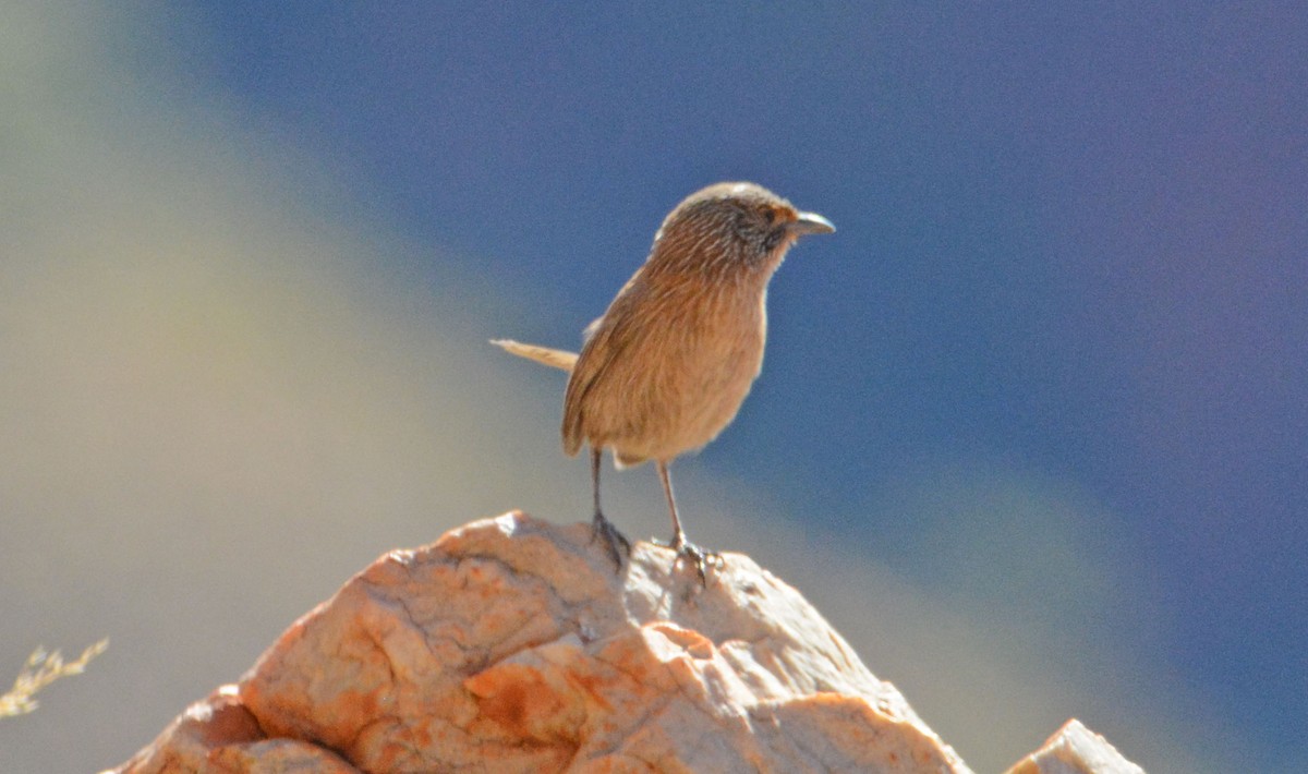 Dusky Grasswren - ML633180590