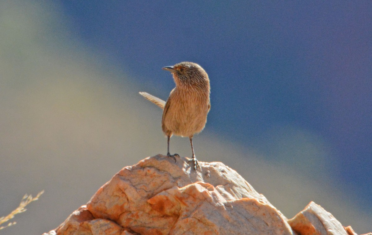 Dusky Grasswren - ML633180591