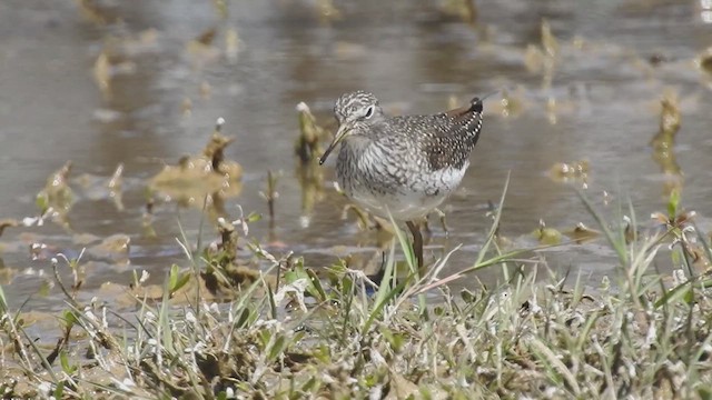 Solitary Sandpiper - ML633180595
