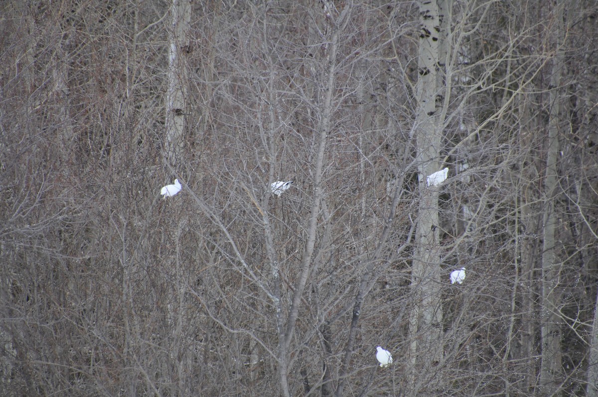 bělokur rousný - ML633180600