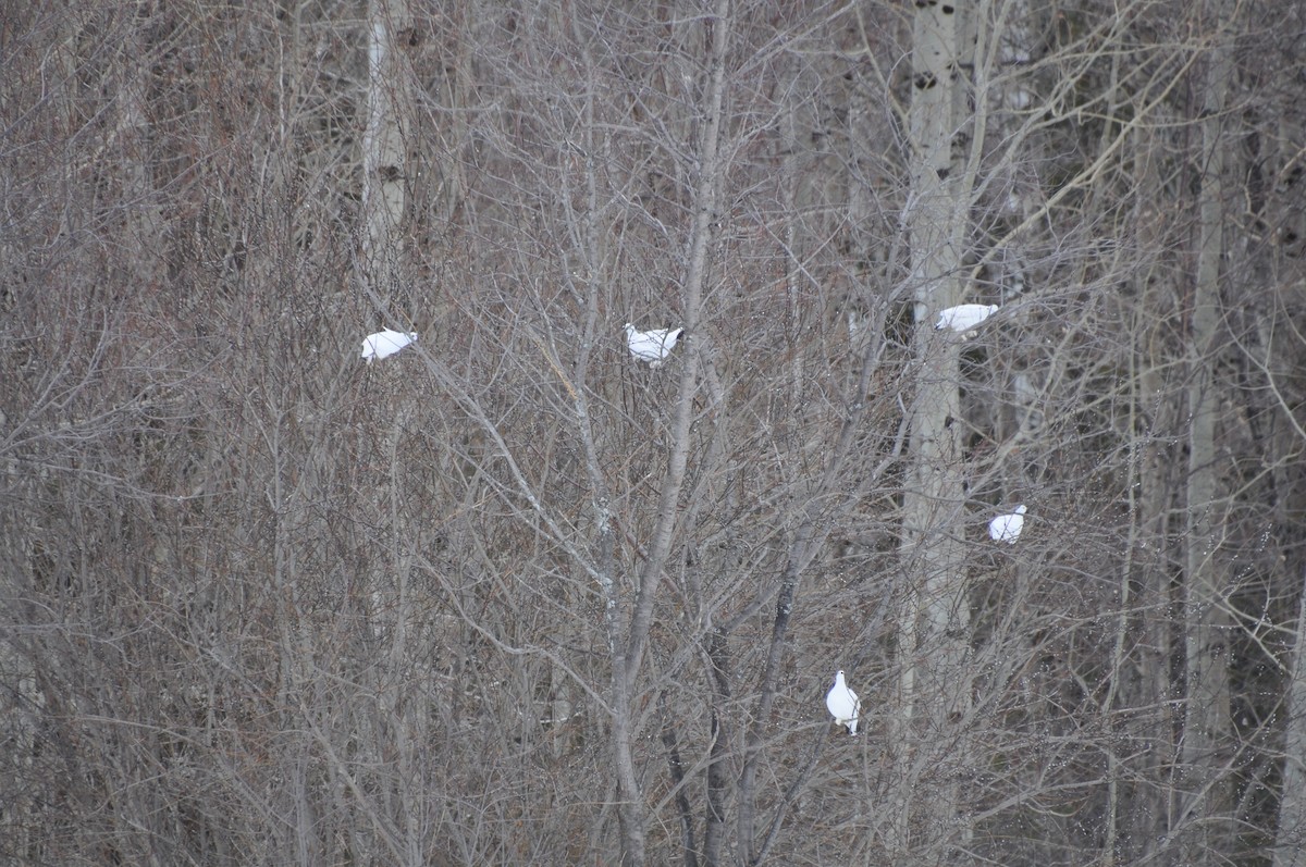 bělokur rousný - ML633180601