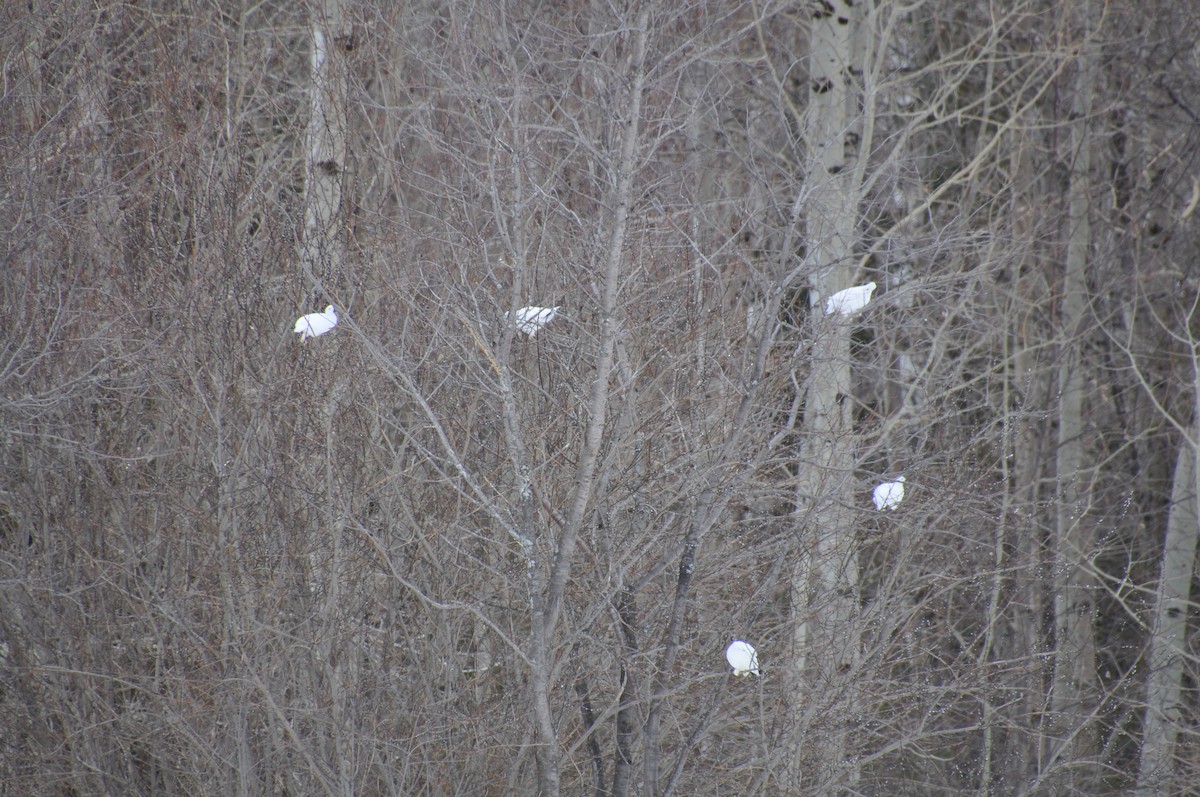 bělokur rousný - ML633180602