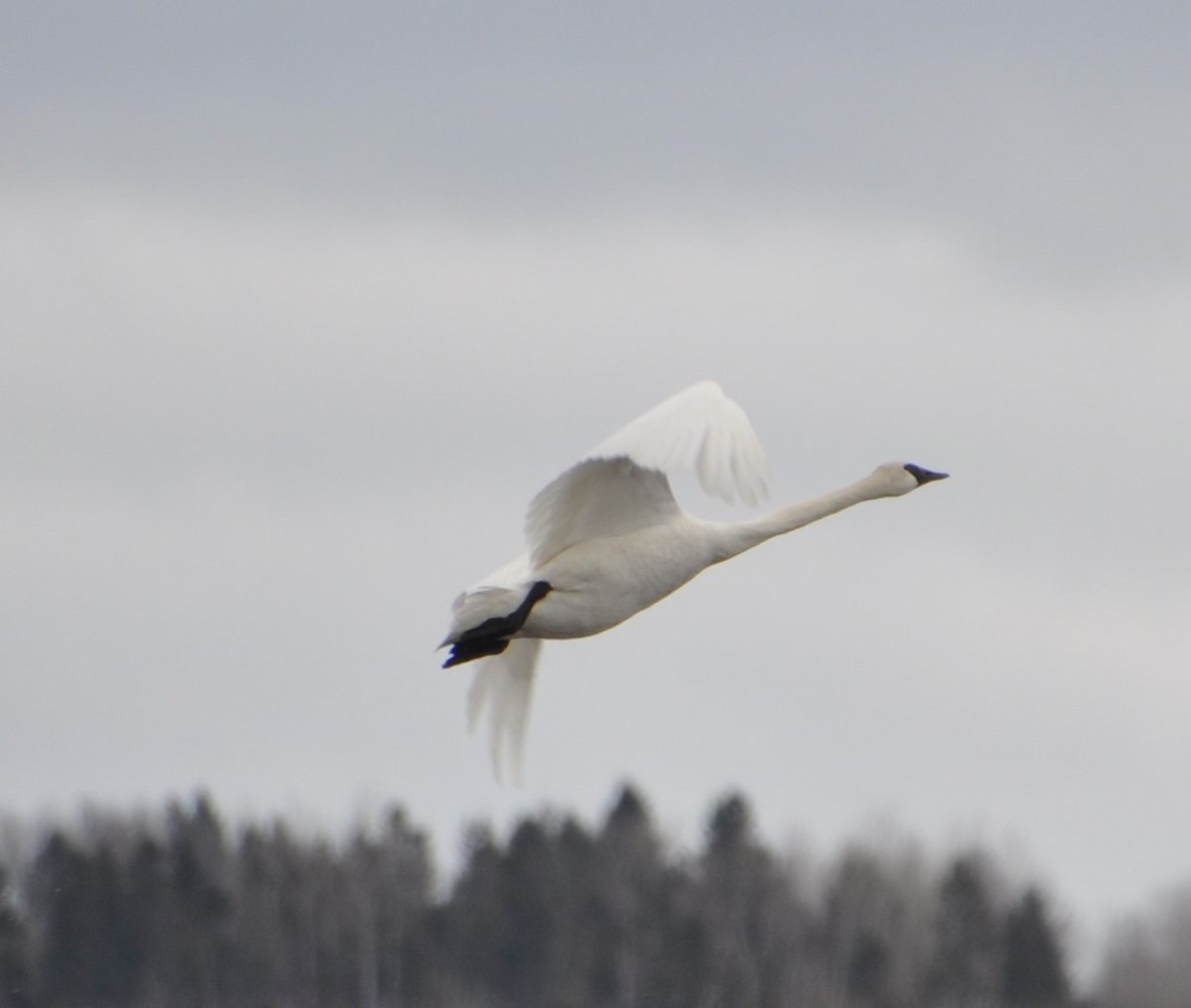 labuť trubač - ML633180658