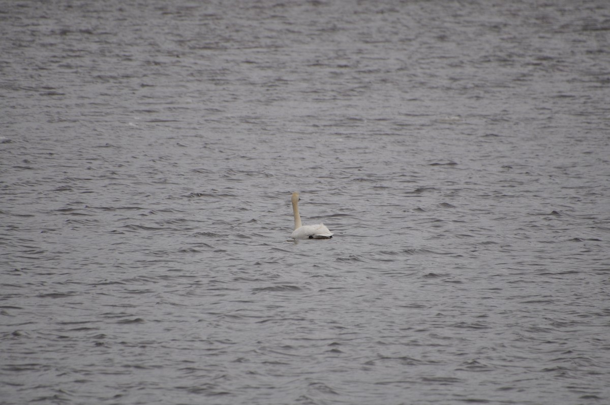 labuť trubač - ML633180692