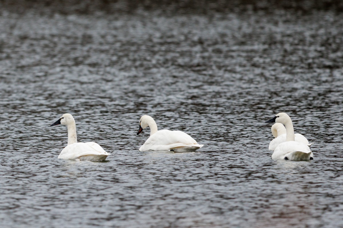 Tundra Swan - ML633180770