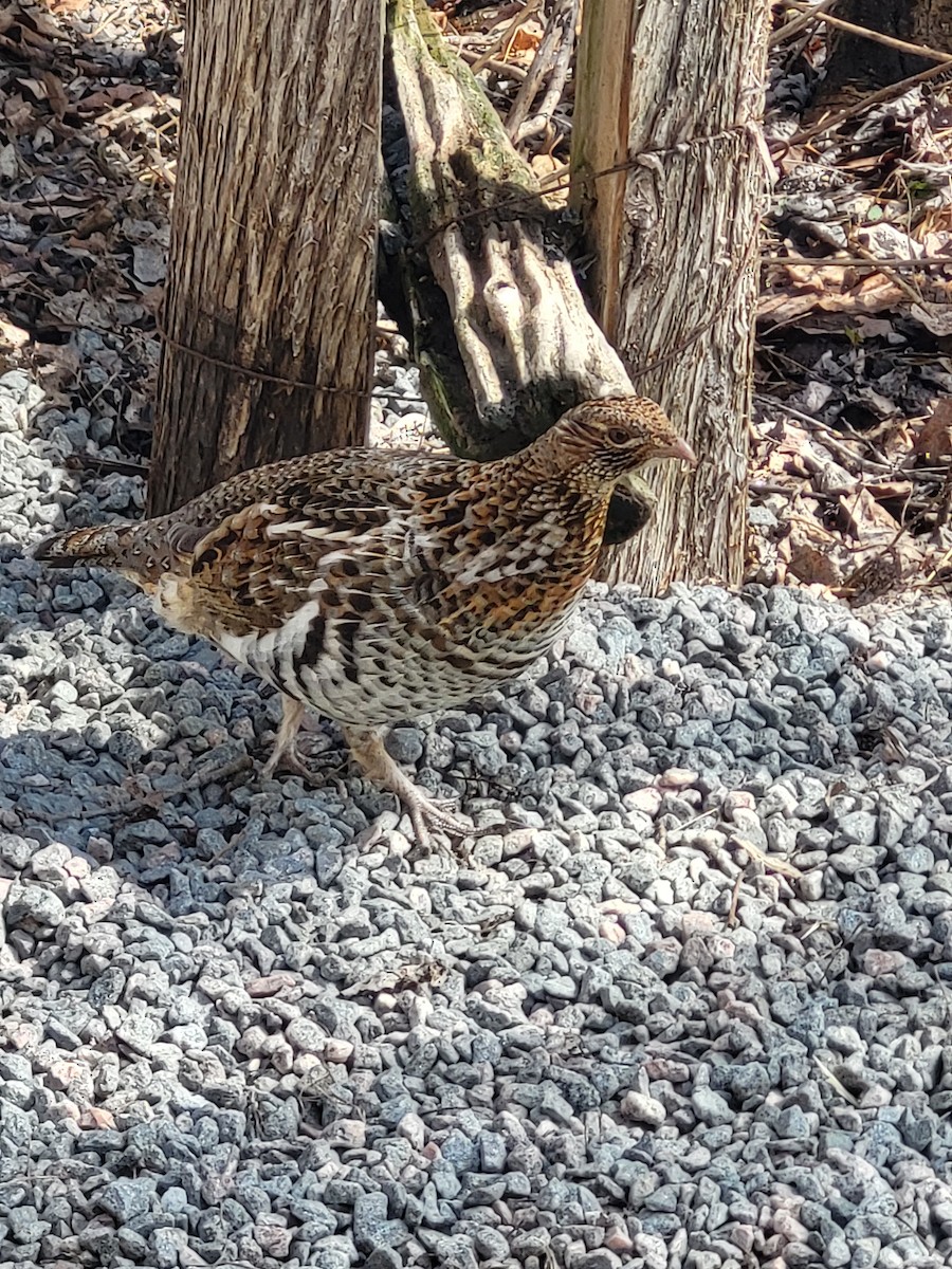 Ruffed Grouse - ML633180860