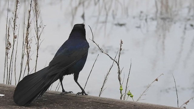Boat-tailed Grackle - ML633180861