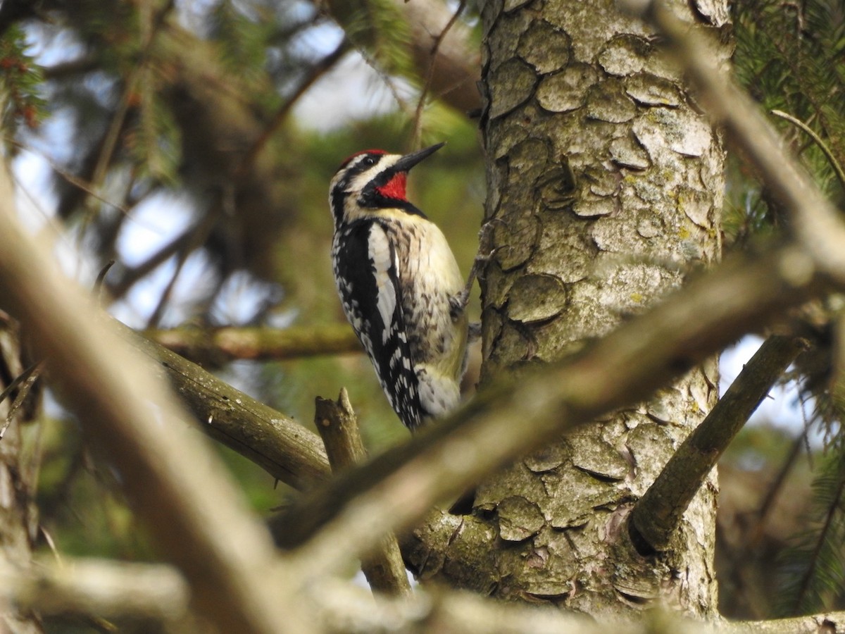 Yellow-bellied Sapsucker - ML633180875