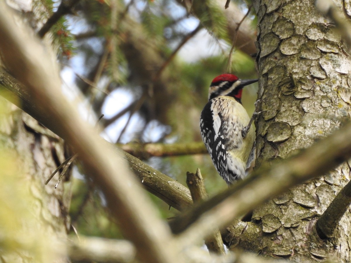 Yellow-bellied Sapsucker - ML633180876