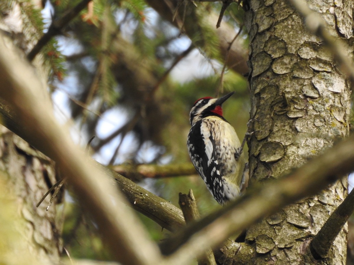Yellow-bellied Sapsucker - ML633180877