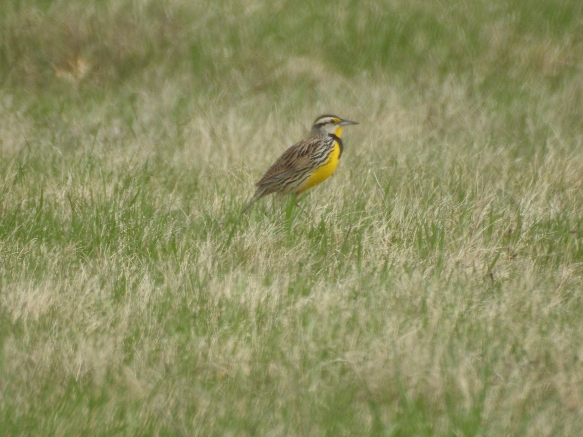 Eastern Meadowlark - ML633180894