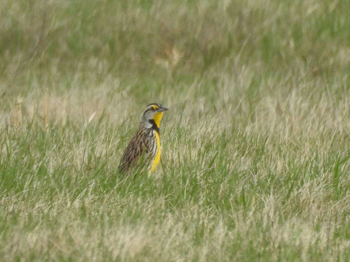 Eastern Meadowlark - ML633180896