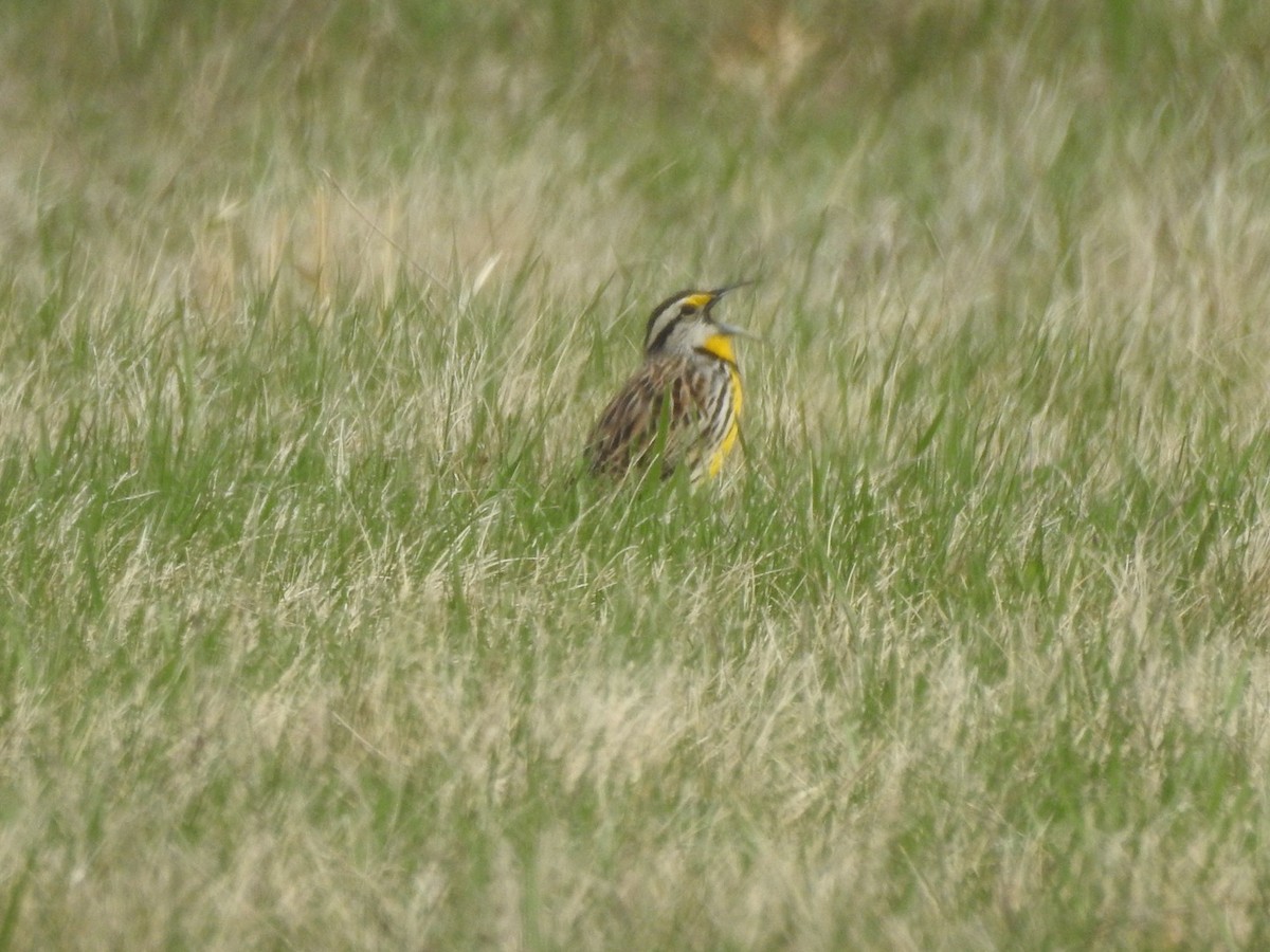 Eastern Meadowlark - ML633180897