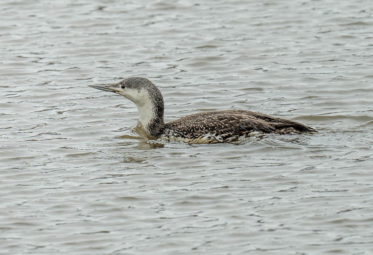 potáplice malá - ML633180954
