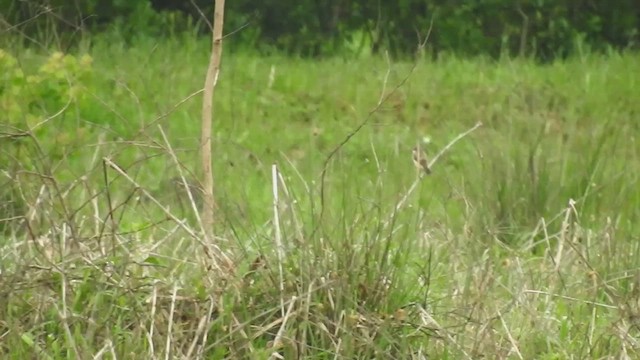 Amur Stonechat - ML633181064