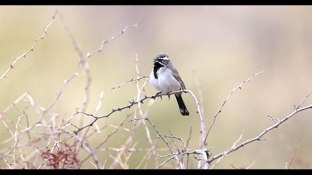 Black-throated Sparrow - ML633181176