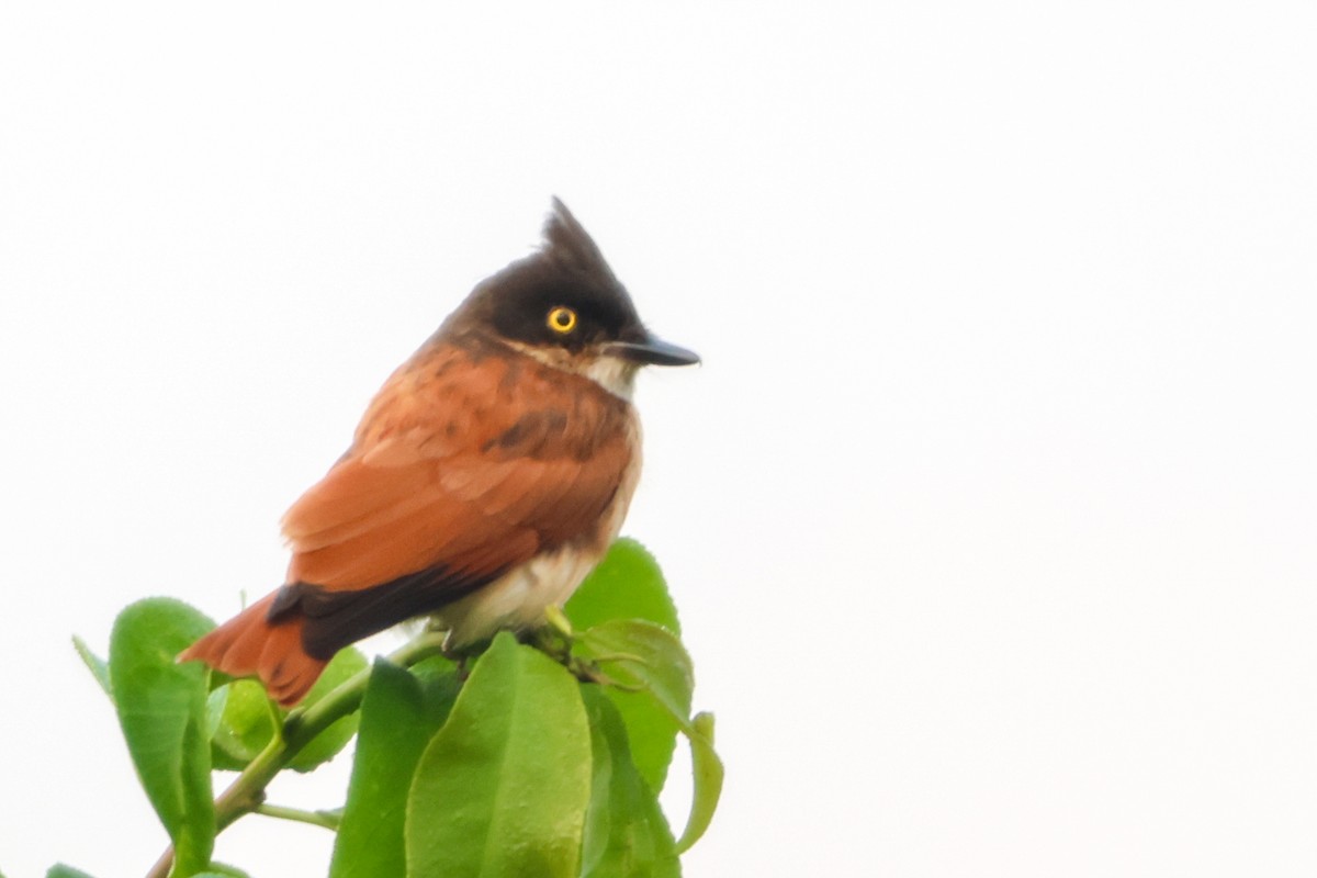 Black-and-white Shrike-flycatcher - ML633181197