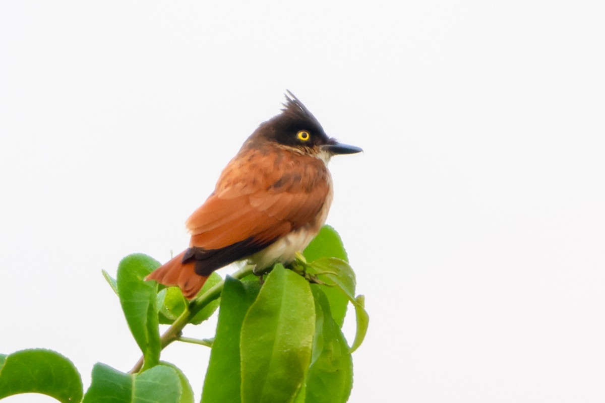 Black-and-white Shrike-flycatcher - ML633181198