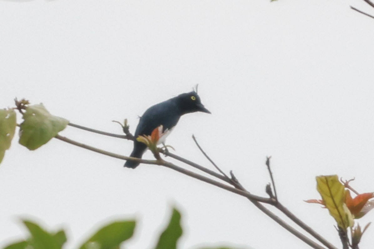 Black-and-white Shrike-flycatcher - ML633181263