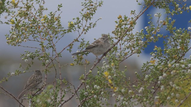 Brewer's Sparrow - ML633181278