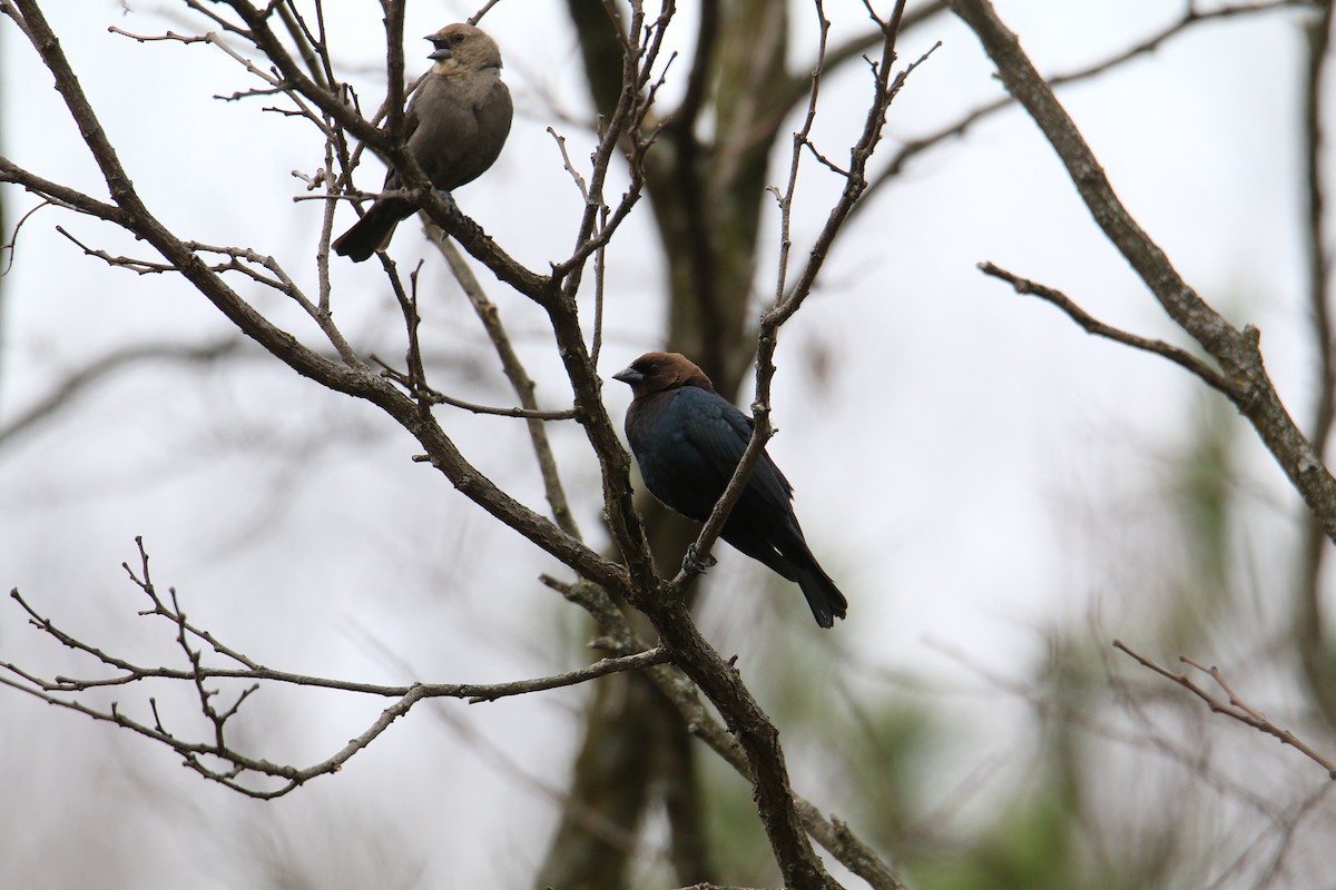 Brown-headed Cowbird - ML633181305